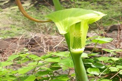 Arisaema tortuosum
